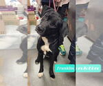 Small #3 Labrador Retriever