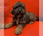Small #2 Cavapoochon (Miniature)