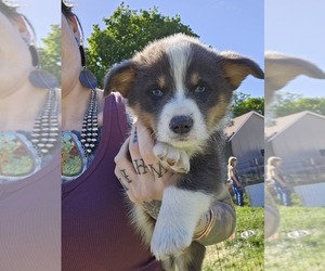 Pembroke Welsh Corgi Puppy for sale in MILTON, WI, USA