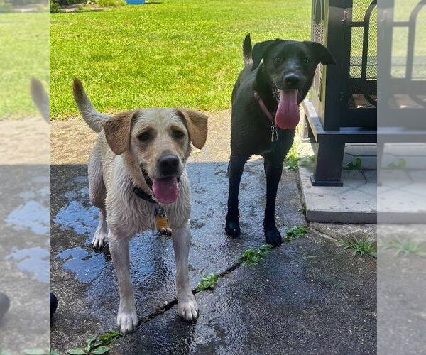 Medium Photo #4 Labbe Puppy For Sale in Minneapolis, MN, USA