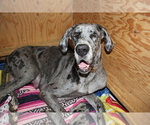 Small Photo #1 Great Dane Puppy For Sale in WHITTIER, CA, USA