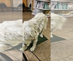 Small #4 Great Pyrenees