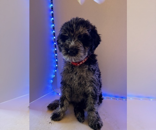 Medium Photo #10 Schnoodle (Giant) Puppy For Sale in MINNEAPOLIS, MN, USA