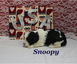 Small #1 Cavapoo