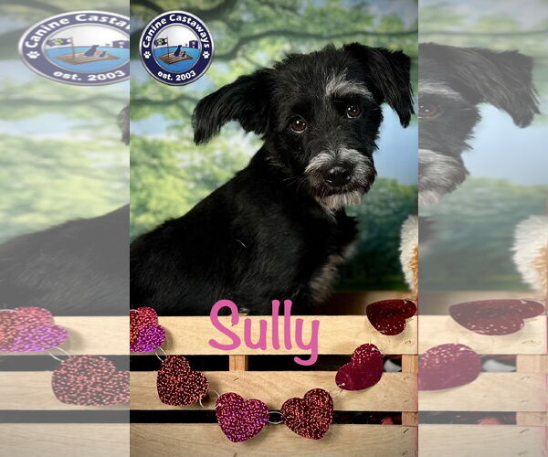 Medium Photo #8 Mutt Puppy For Sale in Arcadia, FL, USA