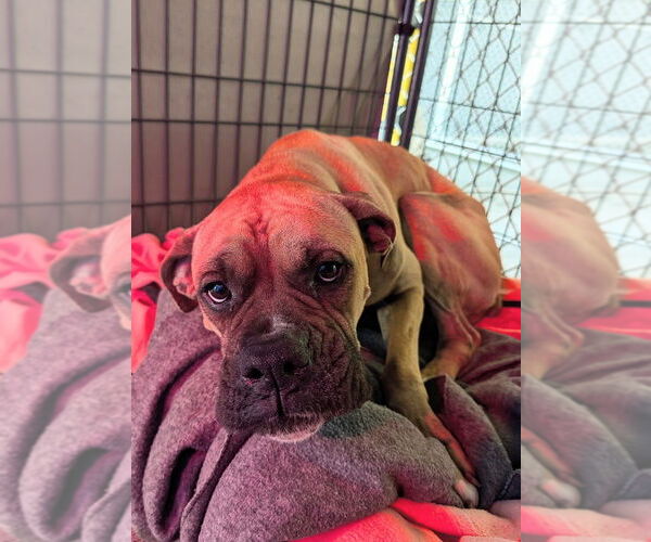 Medium Photo #3 Boxer Puppy For Sale in Austin, TX, USA