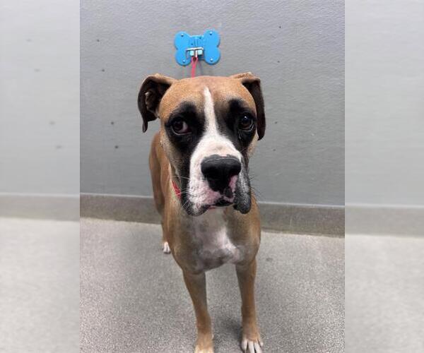 Medium Photo #1 Boxer-Unknown Mix Puppy For Sale in Las Vegas, NV, USA