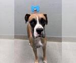 Small Boxer Mix