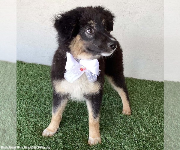 Medium Photo #2 Australian Shepherd-Unknown Mix Puppy For Sale in San Diego, CA, USA