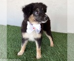 Small #1 Australian Shepherd Mix