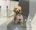 Small Photo #1 Poodle (Toy) Puppy For Sale in NEW HAVEN, CT, USA