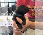Small Photo #23 Cane Corso Puppy For Sale in REEVESVILLE, SC, USA