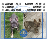 Small Photo #26 French Bulldog Puppy For Sale in GOSHEN, IN, USA