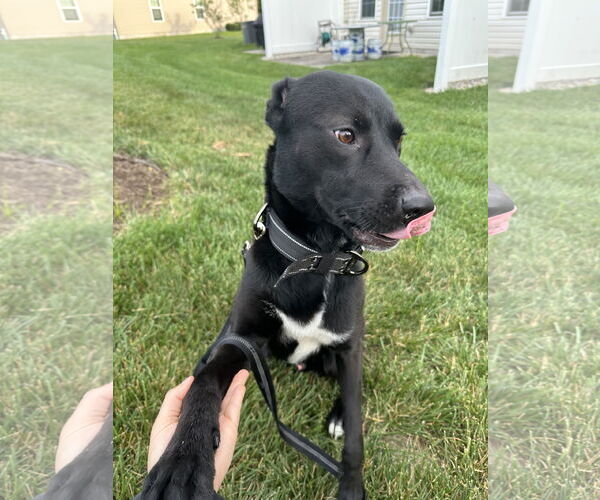 Medium Photo #2 Labrador Retriever-Unknown Mix Puppy For Sale in Doylestown, PA, USA
