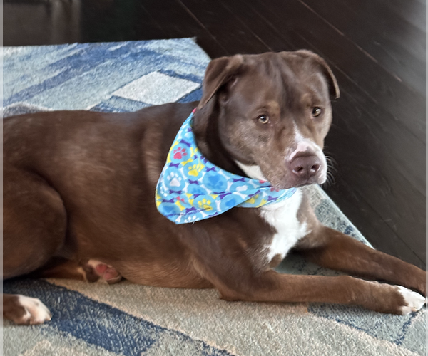 Medium Photo #4 Mutt Puppy For Sale in Decatur, GA, USA