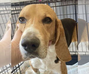 Beagle Dogs for adoption in San Diego, CA, USA