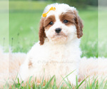 Small #2 Cavapoo (Miniature)