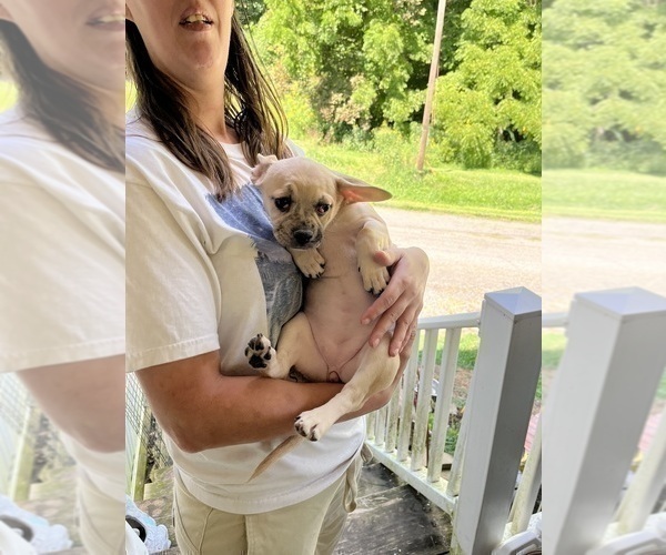 Medium Photo #33 French Bullhuahua Puppy For Sale in SPRAGGS, PA, USA