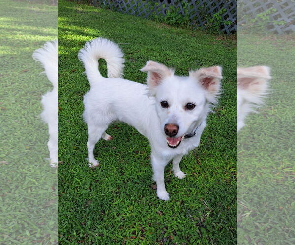 Medium Photo #16 American Eskimo Dog-Unknown Mix Puppy For Sale in Pikesville, MD, USA