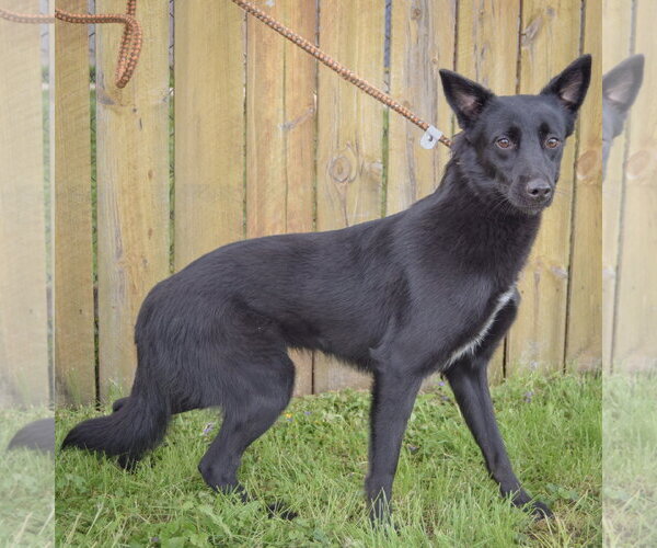Medium Photo #2 Border Collie-Unknown Mix Puppy For Sale in Huntley, IL, USA