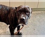 Small American Bulldog