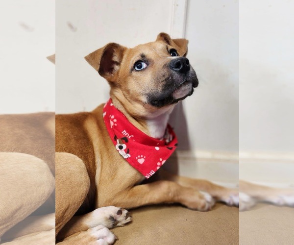 Medium Photo #4 Mutt Puppy For Sale in Shelburne, VT, USA