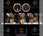 Puppy Babydoll AKC Poodle (Miniature)