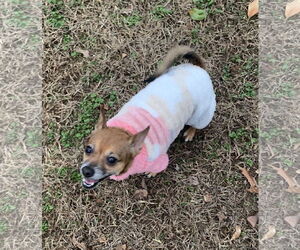 Freya - Female Chihuahua-Unknown Mix Dog for Adoption - Photo #8