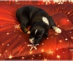 Small Photo #29 Australian Shepherd Puppy For Sale in SALISBURY, NC, USA