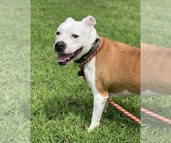Medium Photo #8 American Pit Bull Terrier-Unknown Mix Puppy For Sale in Virginia Beach, VA, USA