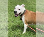 Small #7 American Pit Bull Terrier Mix