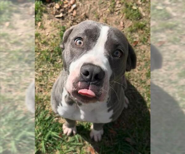 Medium Photo #2 Mutt Puppy For Sale in Texas City, TX, USA