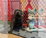 Puppy Forest Cane Corso