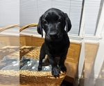 Small #4 Labrador Retriever