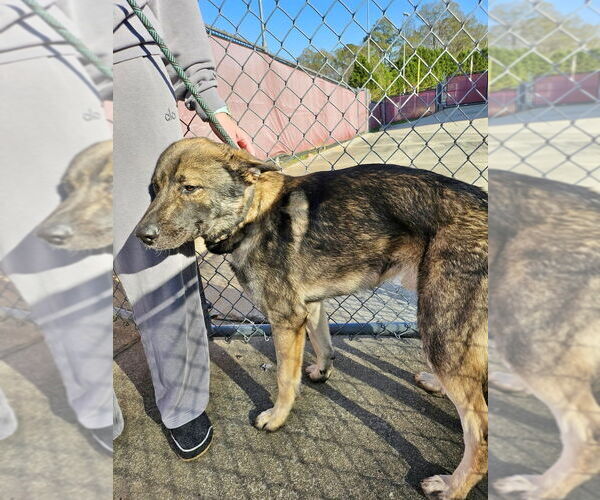 Medium Photo #5 German Shepherd Dog-Unknown Mix Puppy For Sale in Brewster, NY, USA