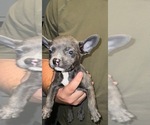 Small Photo #6 American Bully-French Bulldog Mix Puppy For Sale in KENNETT, MO, USA