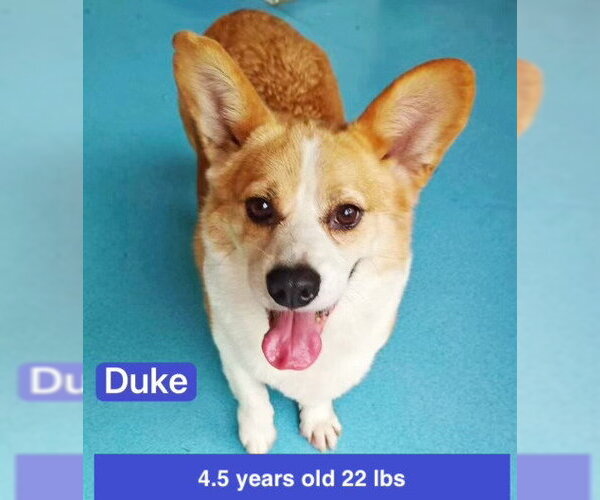 Medium Photo #2 Mutt Puppy For Sale in West Hollywood, CA, USA