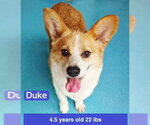 Small #1 Mutt