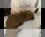 Small Photo #9 American Pit Bull Terrier Puppy For Sale in MIAMI, FL, USA