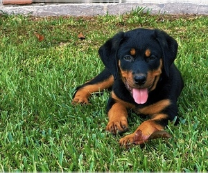 Rottweiler Puppy for sale in BATON ROUGE, LA, USA