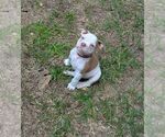 Small #7 Olde English Bulldogge