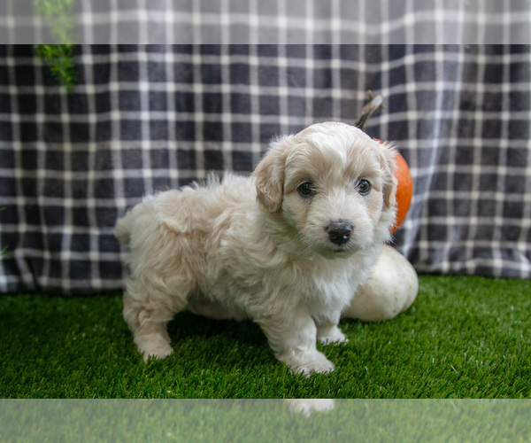 Medium Photo #15 Aussiedoodle Miniature  Puppy For Sale in CLARE, MI, USA