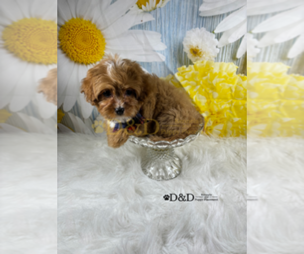 Medium Photo #7 Cavapoo Puppy For Sale in RIPLEY, MS, USA
