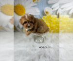 Small Photo #7 Cavapoo Puppy For Sale in RIPLEY, MS, USA