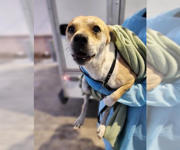 Medium Photo #1 Mutt Puppy For Sale in San Antonio, TX, USA