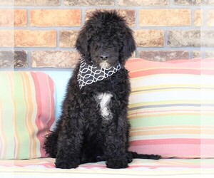 Goldendoodle Puppy for sale in FREDERICKSBG, OH, USA