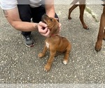 Small #5 Rhodesian Ridgeback