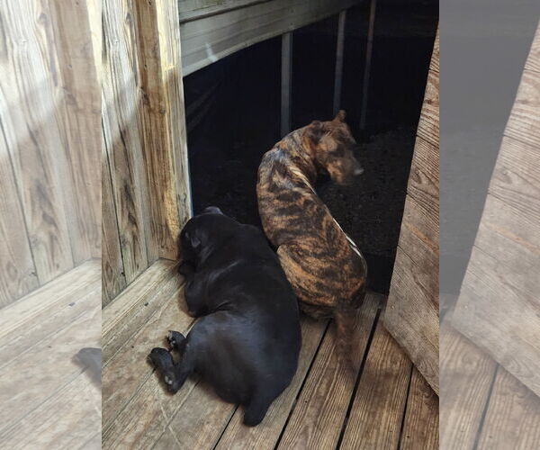 Medium Photo #8 Mutt Puppy For Sale in Shreveport, LA, USA