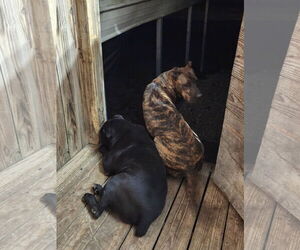Stanley - Male Mutt Dog for Adoption - Photo #8