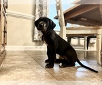 Small Photo #5 Great Dane Puppy For Sale in MILLINGTON, TN, USA
